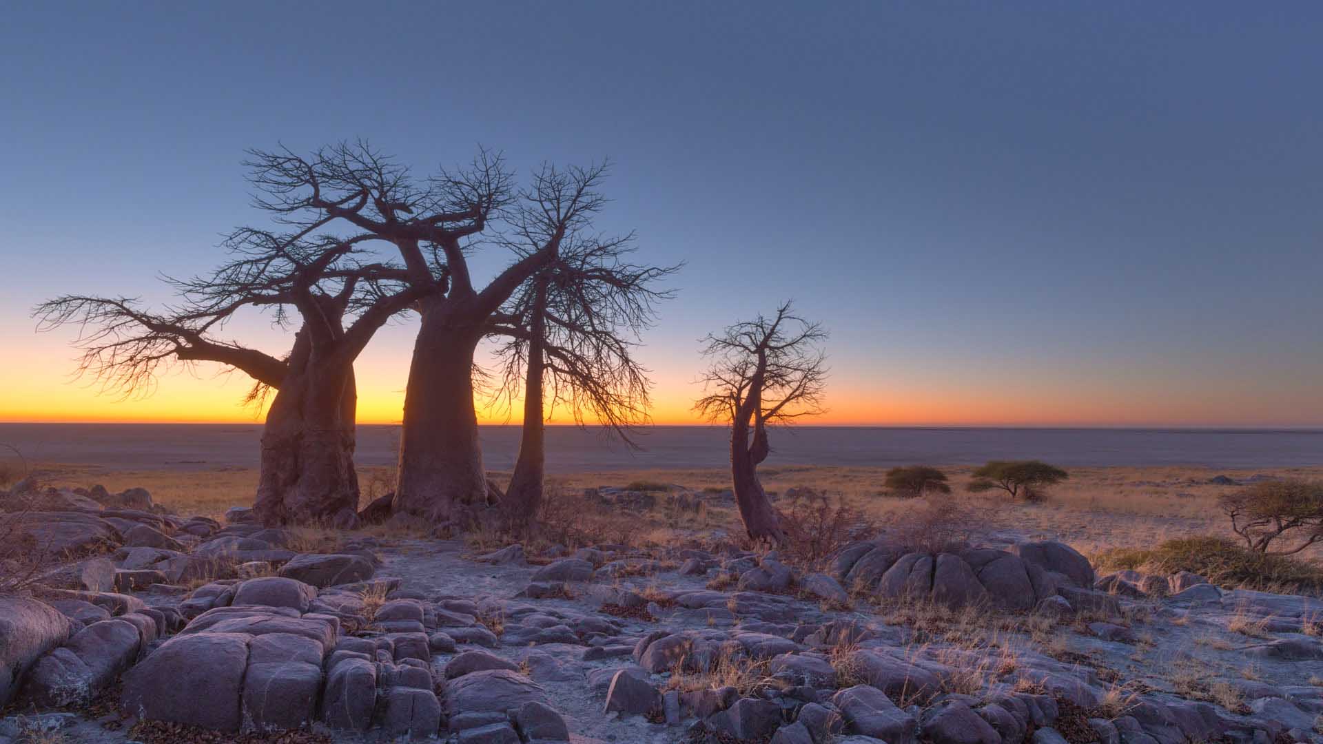 kubu island baobab di Kubu Island al tramonto