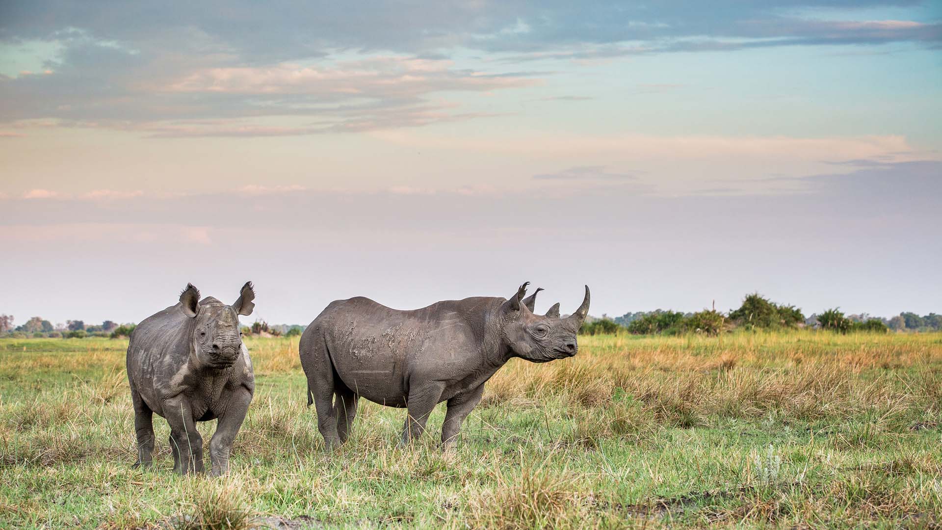 Rhinos standing on field against sky during sunset,Okavango Delta,Botswana Rhino Safari Botswana