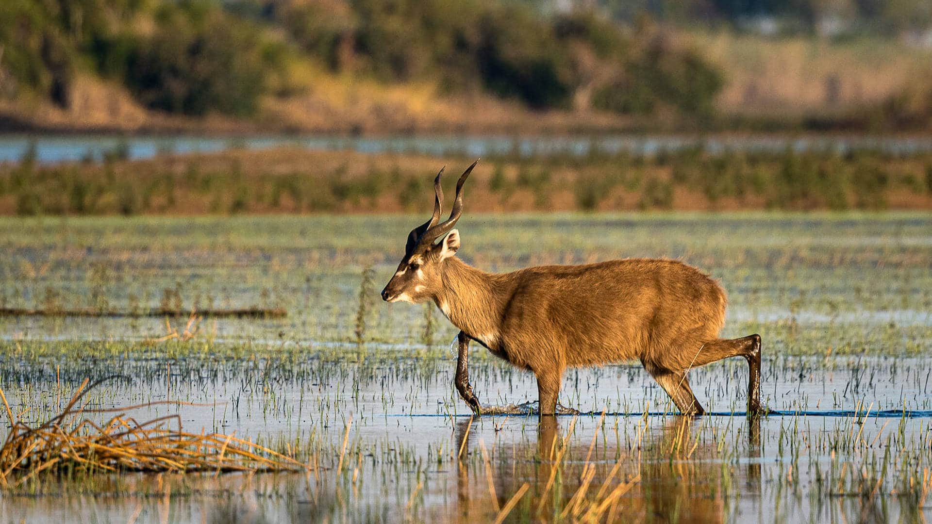 sitatunga sitatunga hel delta dell'Okavango