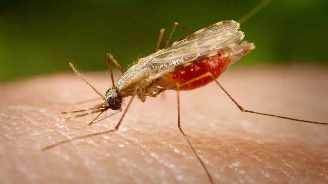 zanzara-Anopheles-minimus zanzara anofele