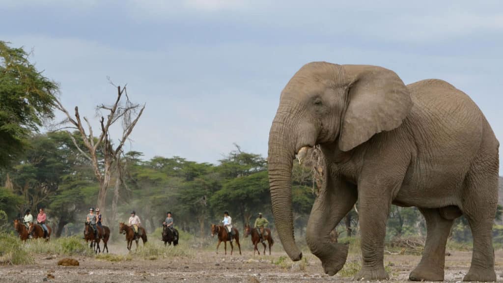 Horse-Riding-Elephant-serengeti safari a cavallo vicino ad un grosso elefante nel Serengeti