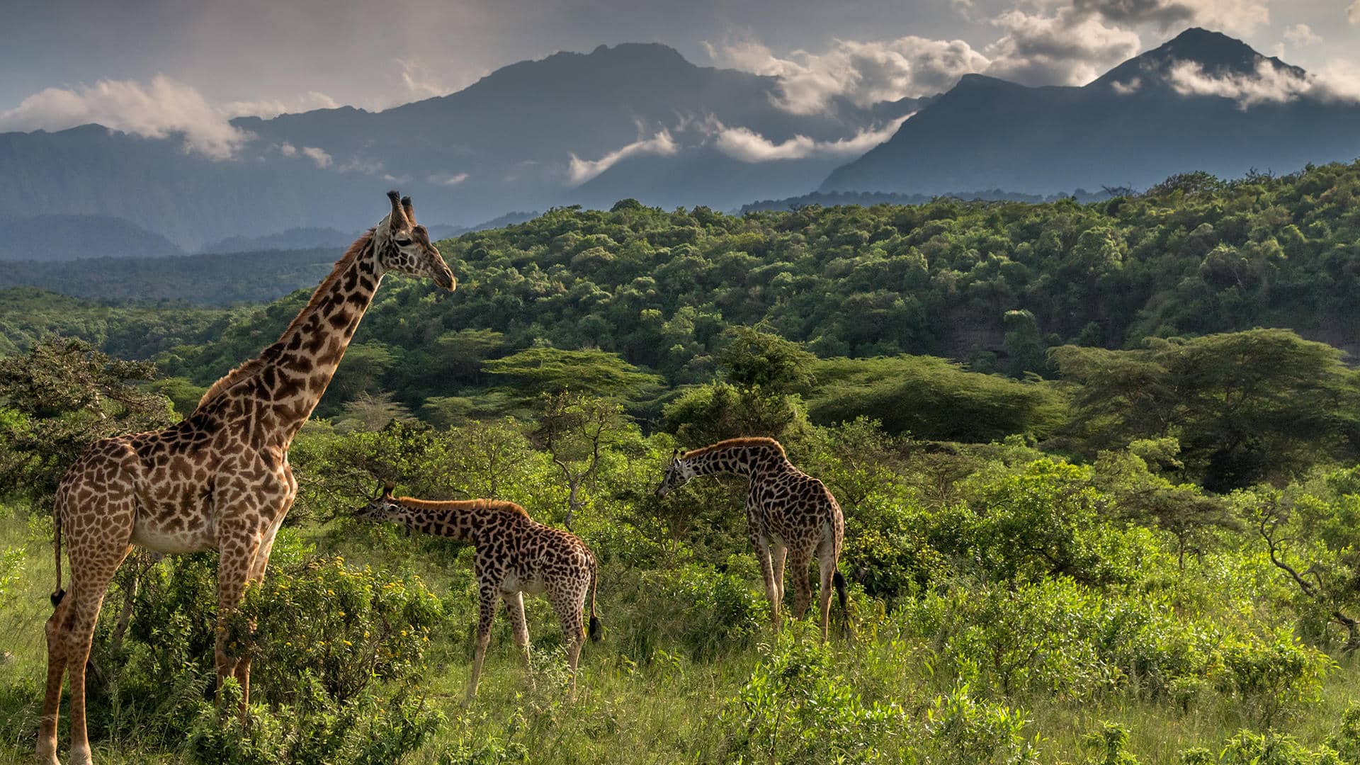 arusha national park giraffe nell'arusha national park