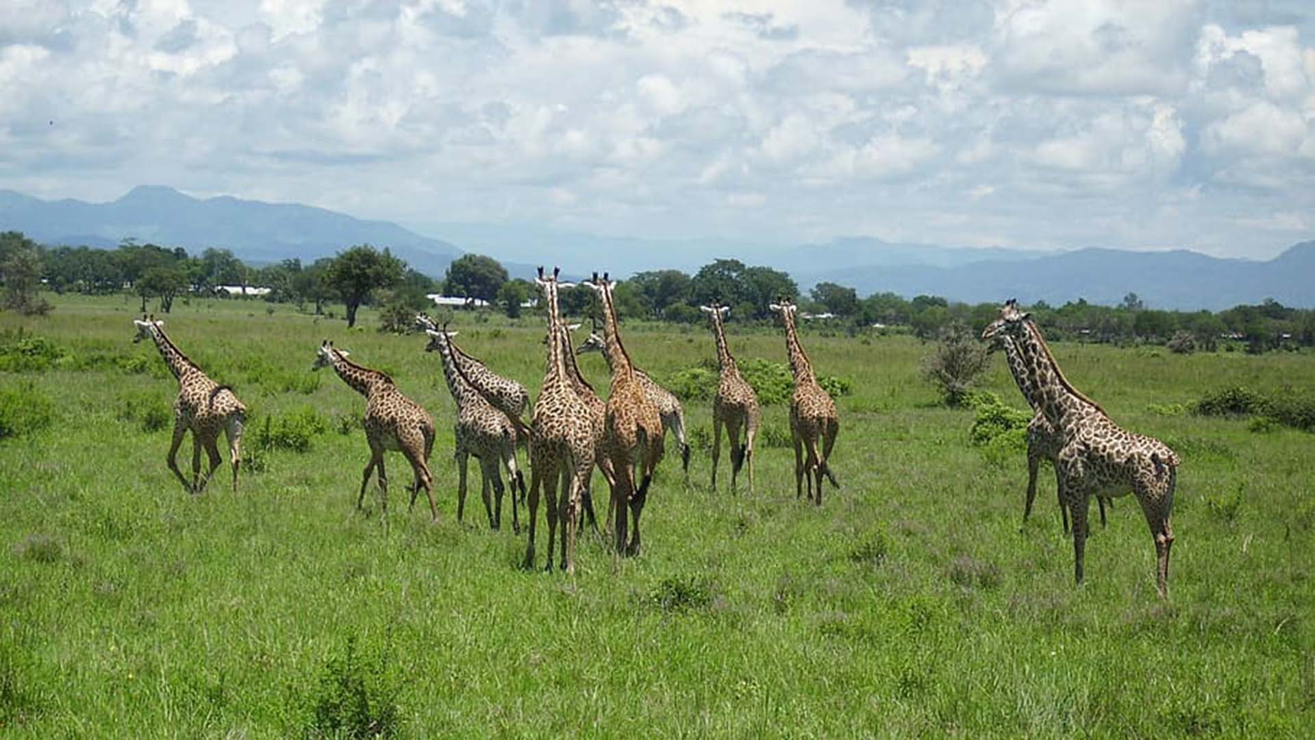 giraffes-africa-mikumi-national-park giraffe nel mikumi national park