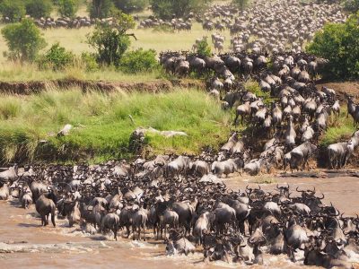 grande migrazione serengeti
