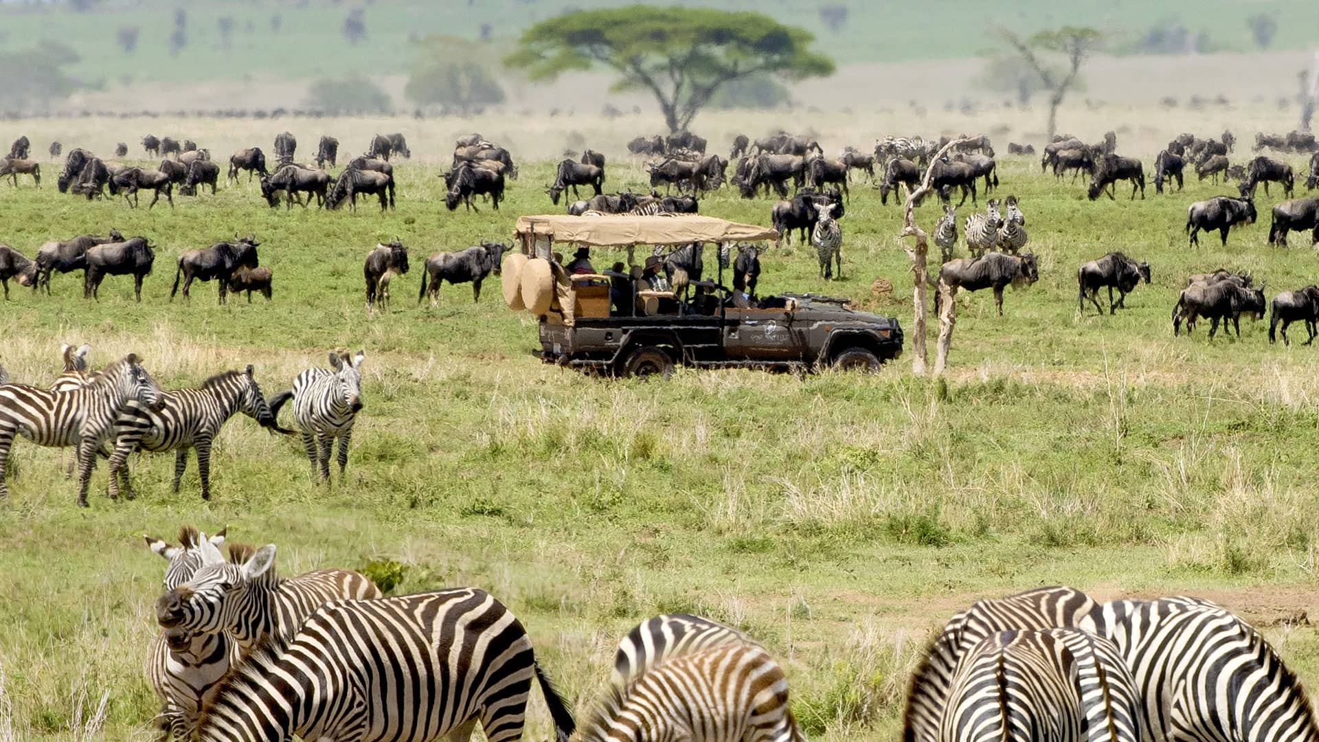 jeep safari serengeti jeep in mezzo a mandrie di gnu e zebre nel serengeti