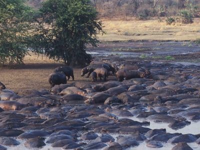 katavi national park