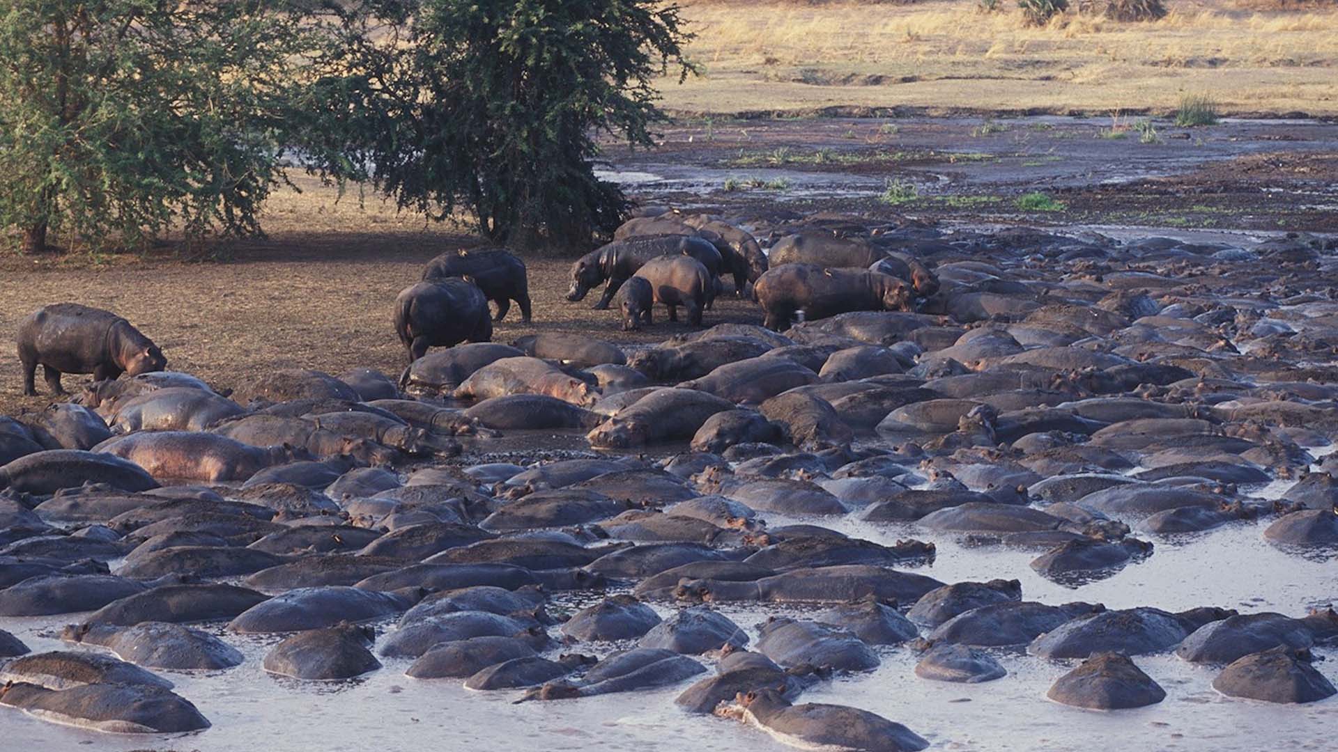katavi national park nugolo di ippopotami nel katavi national park