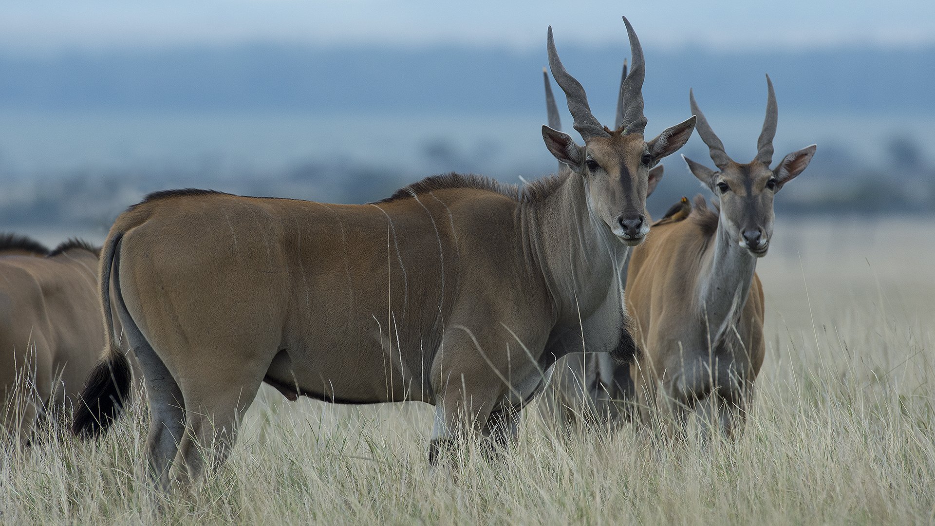 mkomazi national park eland nel mkomazi national park