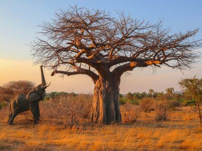 ruaha-national-park