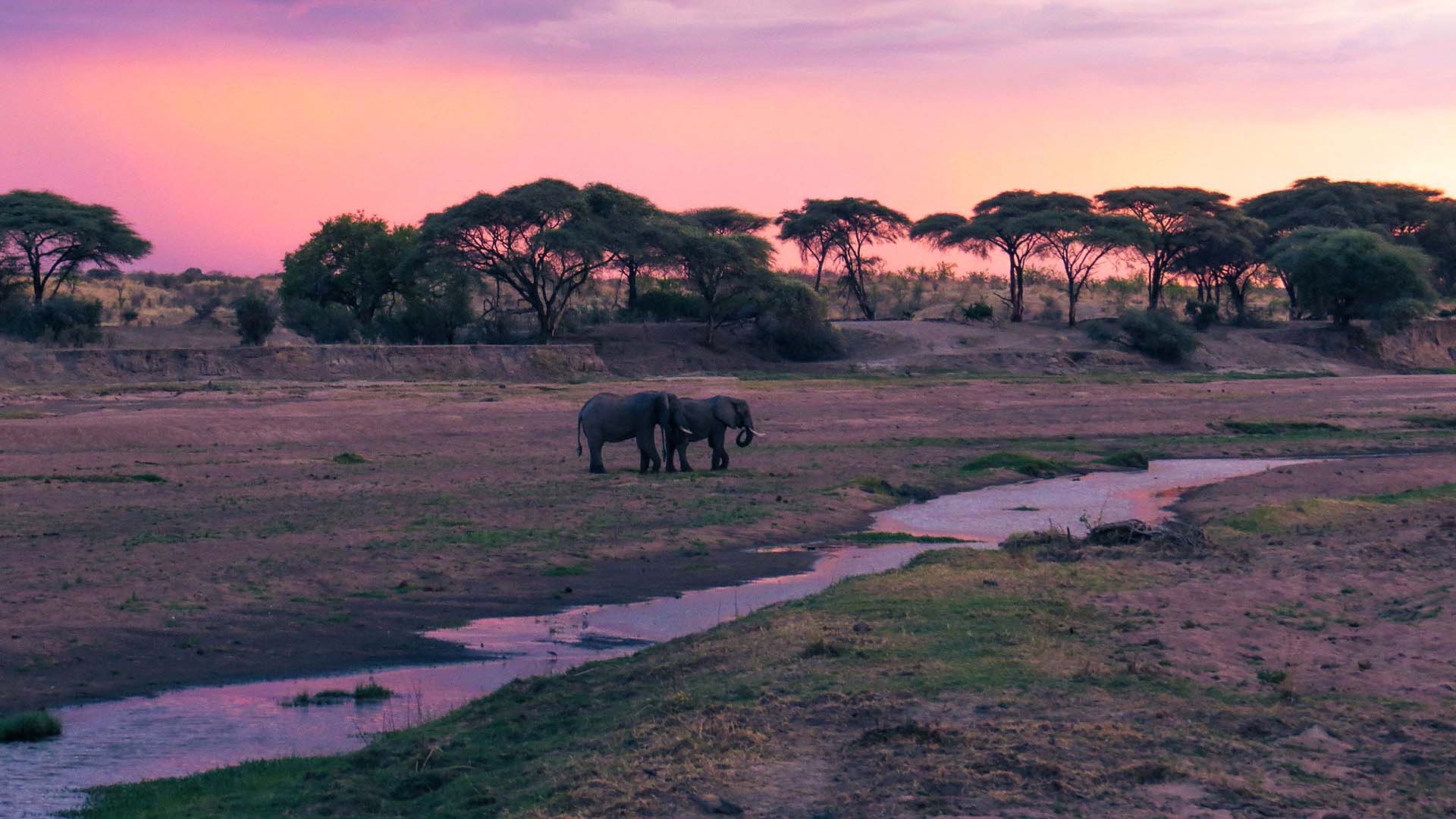 ruaha national park elefanti al tramonto nel parco nazionale di Ruaha