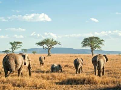 serengeti national park