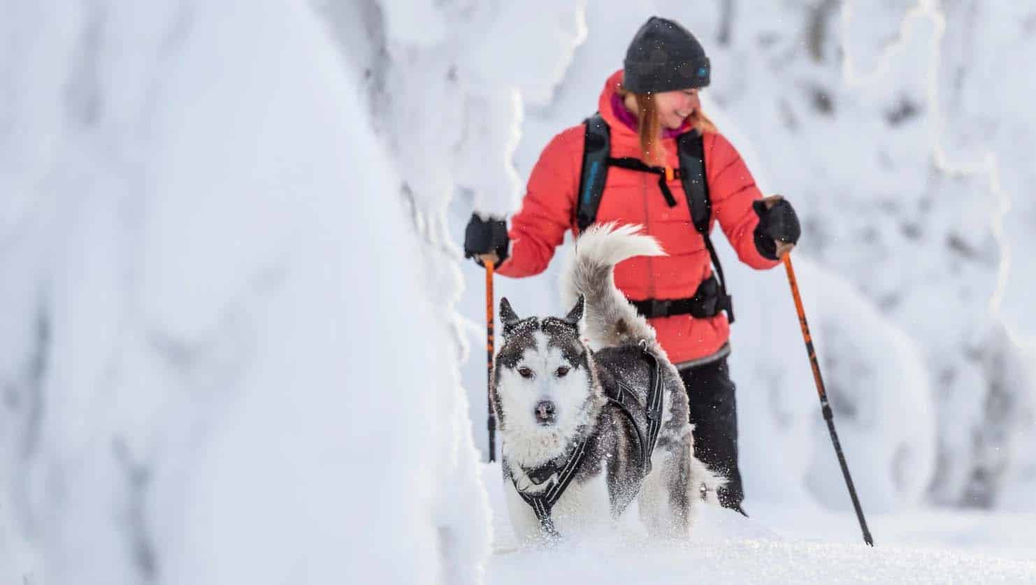 cross skiing finland ragazza in sci di fondo con cane husky