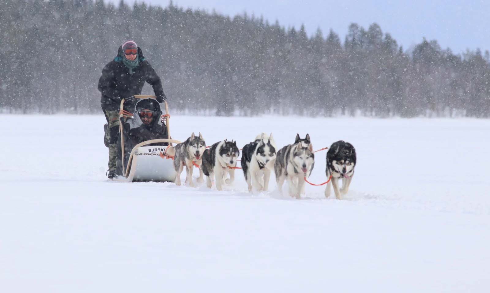 husky-safari-south-lapland-1 husky safari sotto la neve nel Syöte national park