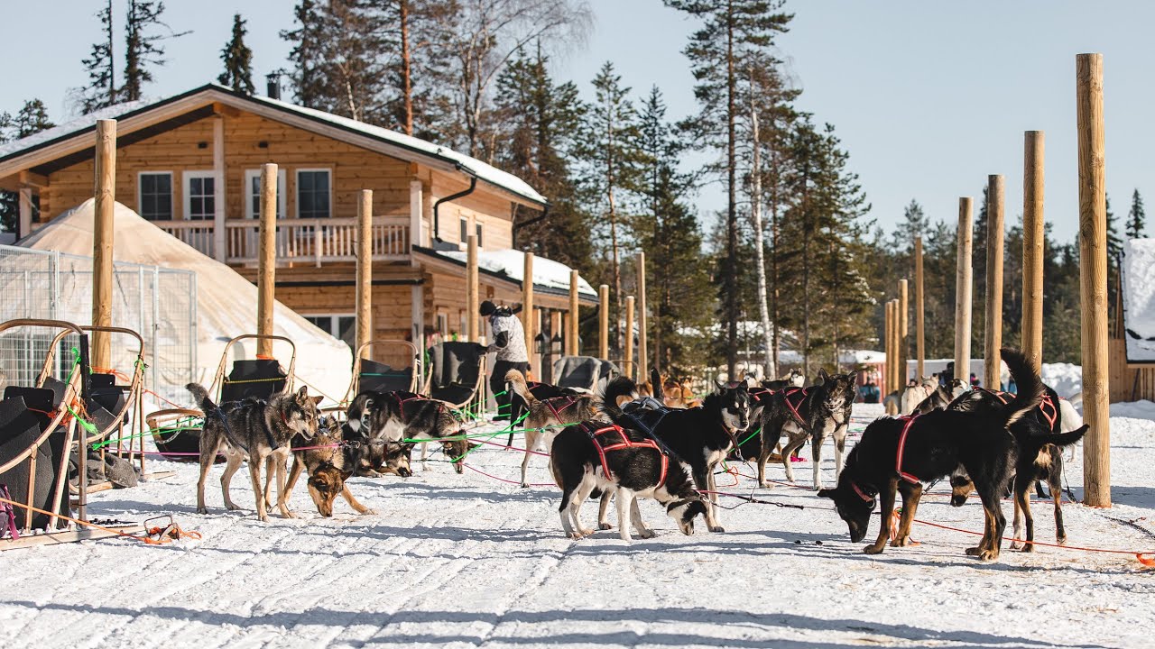 allevamento husky rovaniemi allevamento husky rovaniemi