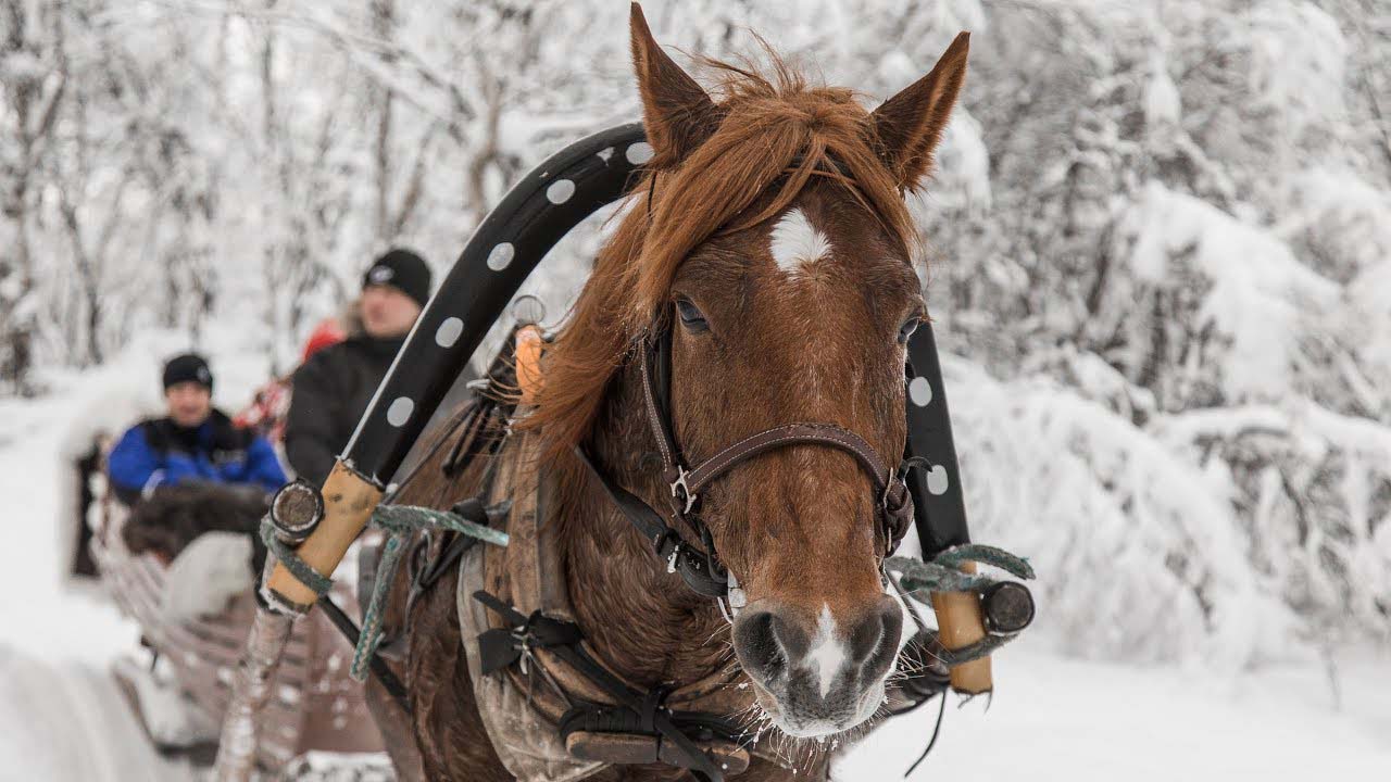 horse sleigh aurora village ivalo escursione a cavallo nella neve dall'aurora village
