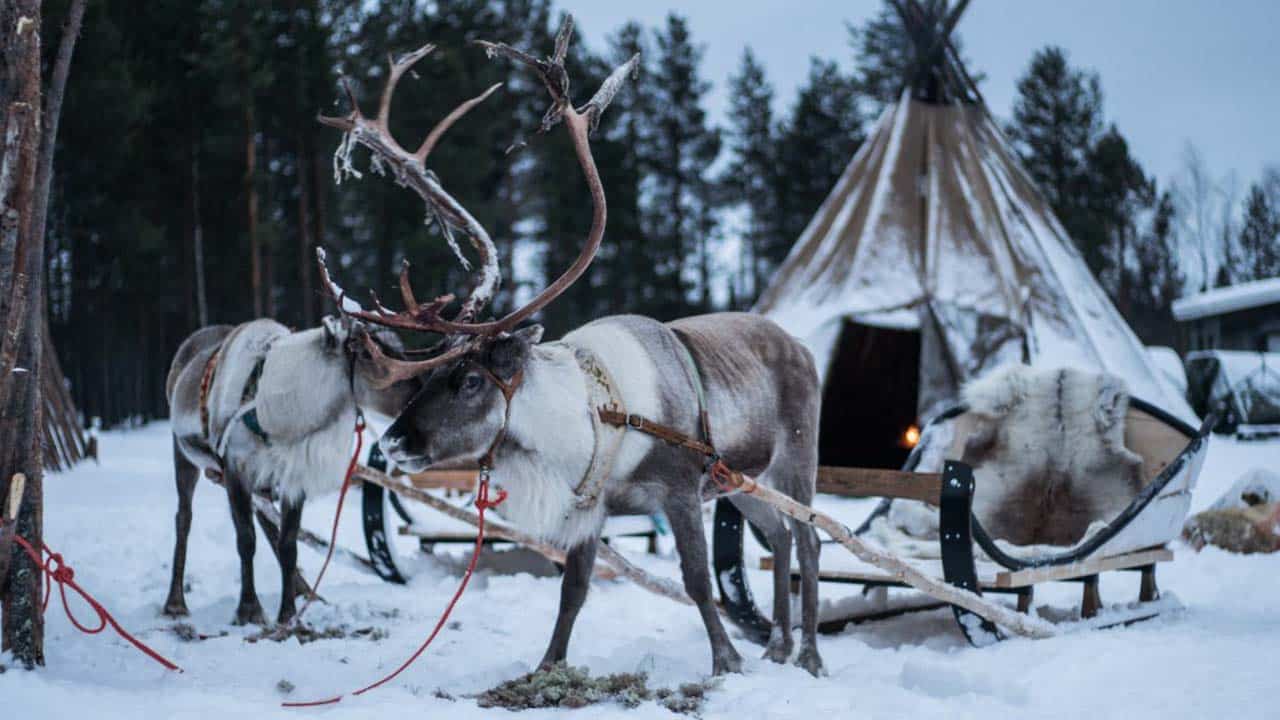 renne ivalo renne vicino a un lavvu a ivalo