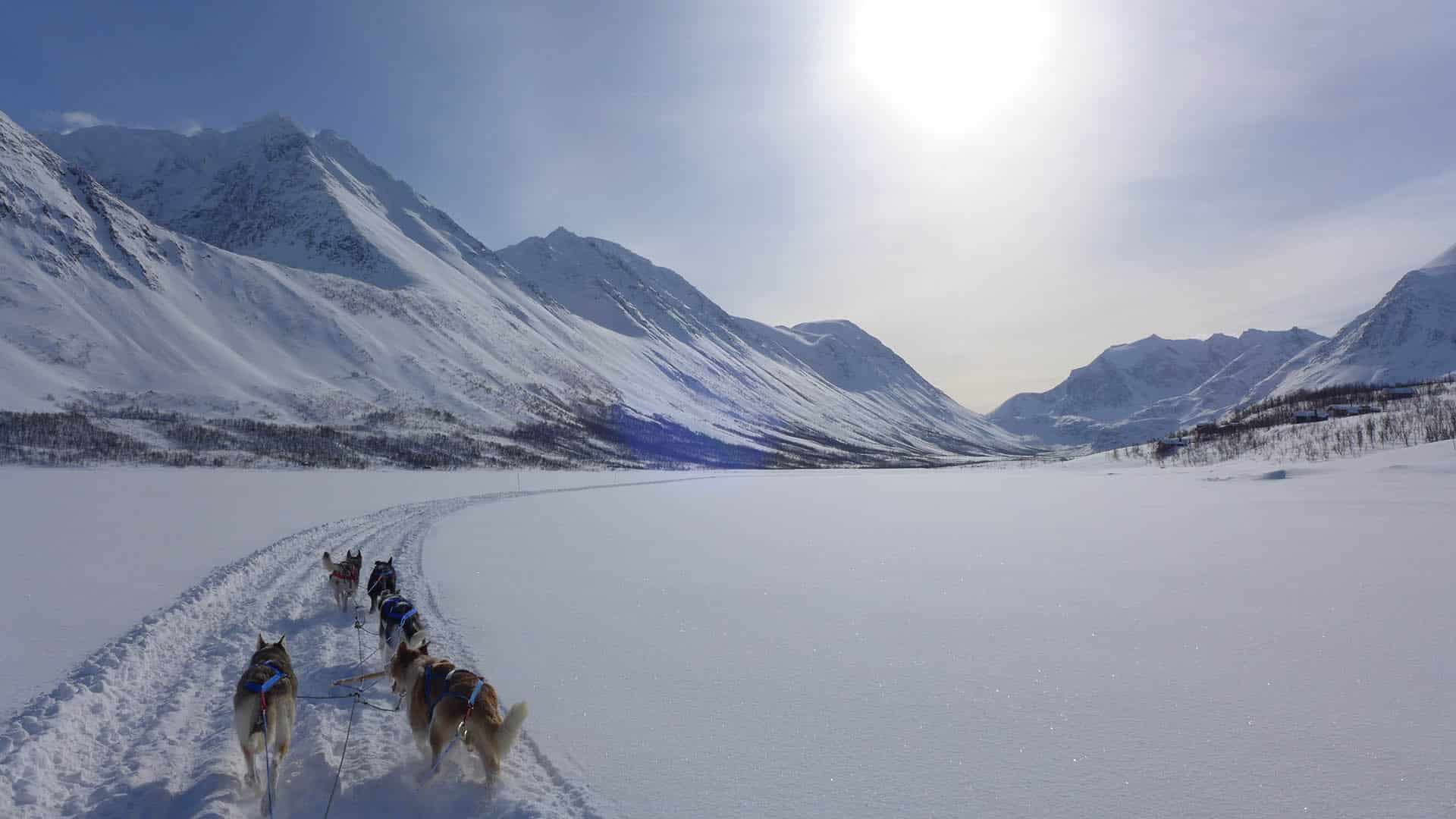 LyngenExperience_Dogsledding_1 husky safari nelle alpi di Lynger