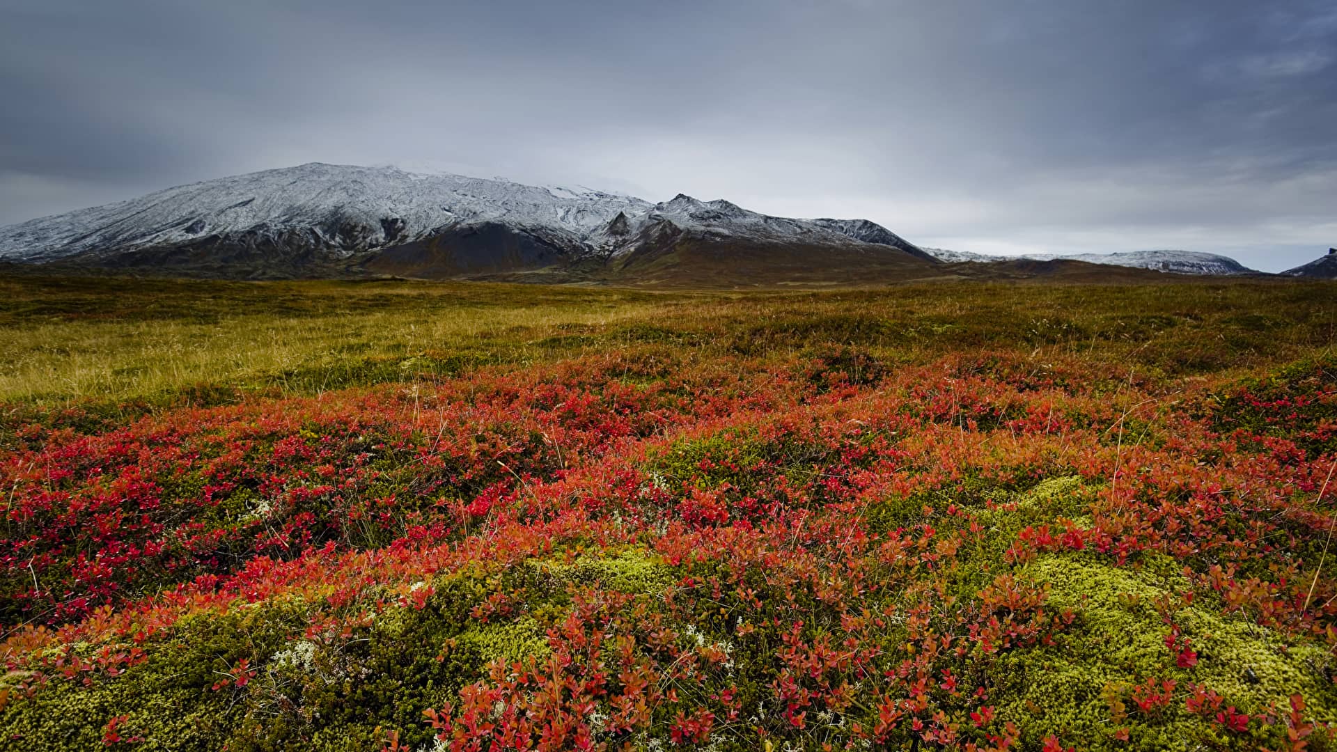 Iceland_Grasslands_Snaefellsnes_Hill_Grass paesaggio autunnale della penisola di Snaefellsnes
