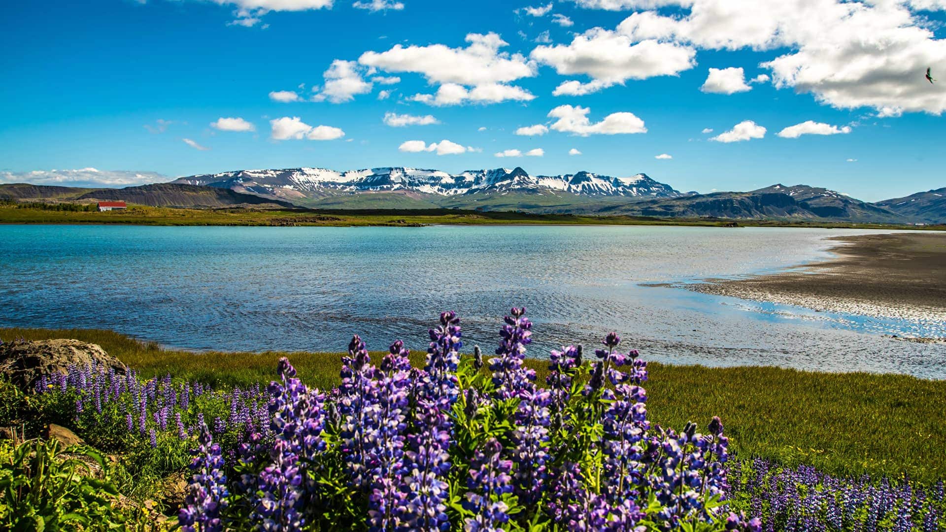 Iceland_Scenery_Lake_Sky_Lupinus_Snaefellsnesog fiori nella penisola di Snaefelllsnes