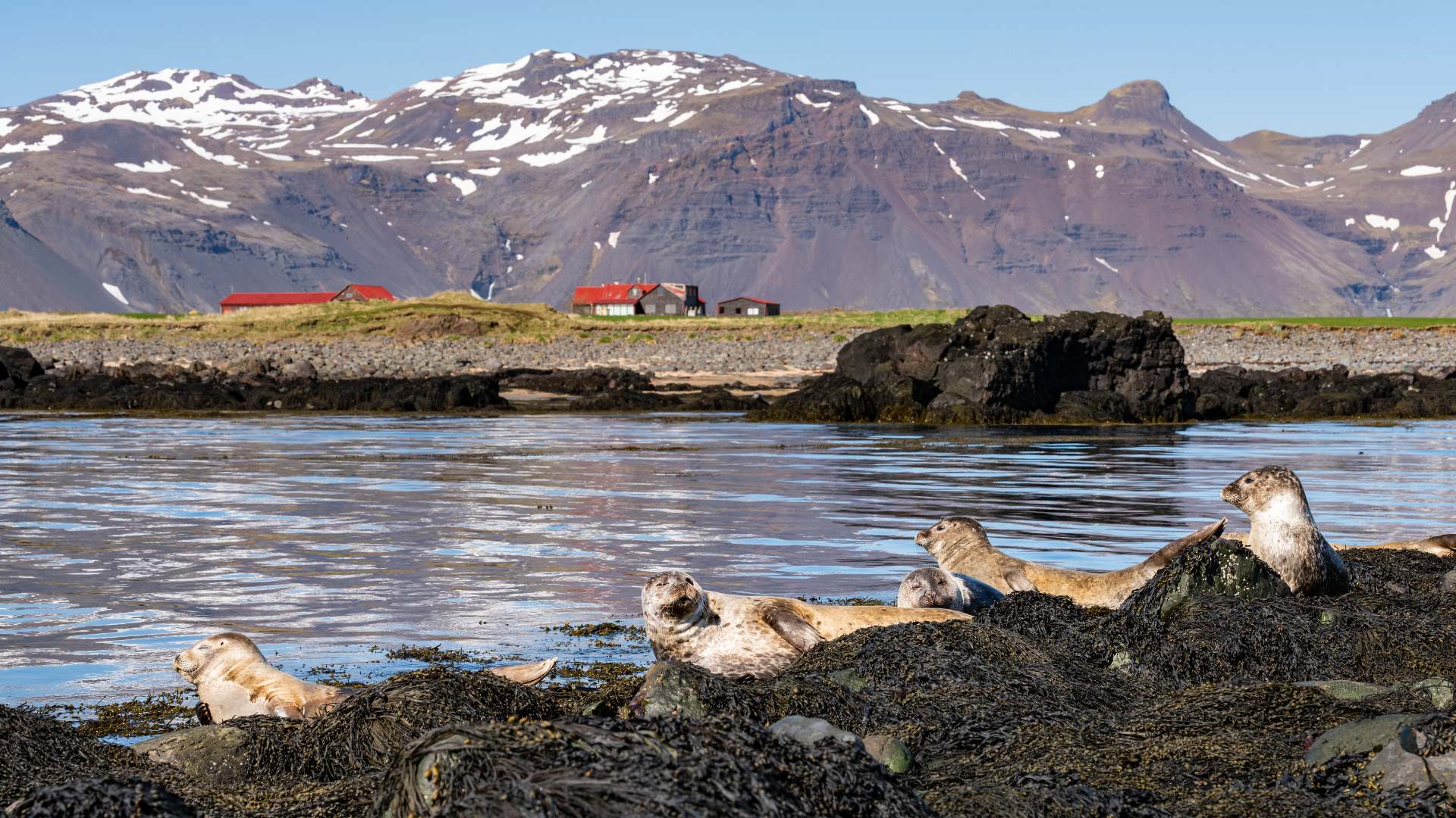 Seals_at_Ytri_Tunga_beach_Snaefellsnes_peninsula_Iceland foche sulla spiaggia di Ytri Tunga