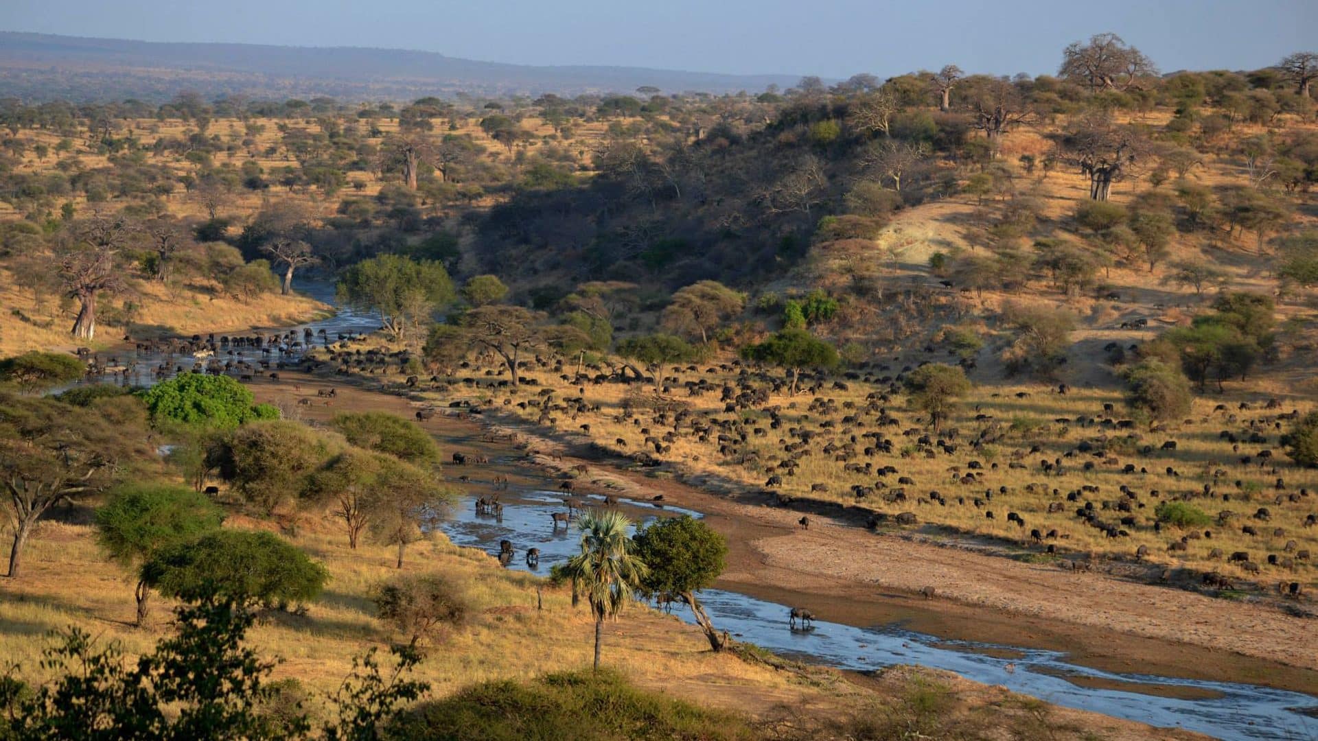 Tarangire river Tarangire river