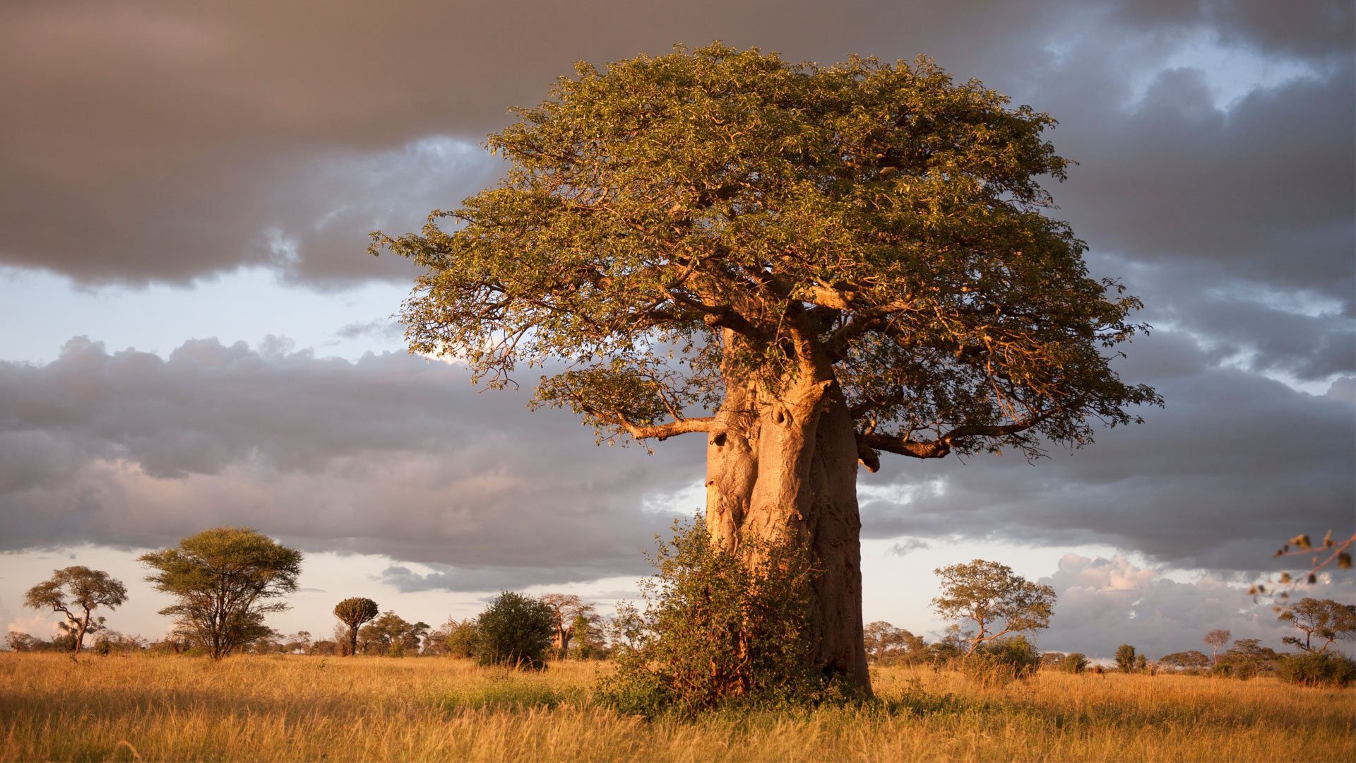 boabab-tarangire-national-park baobab nel tarangire national park