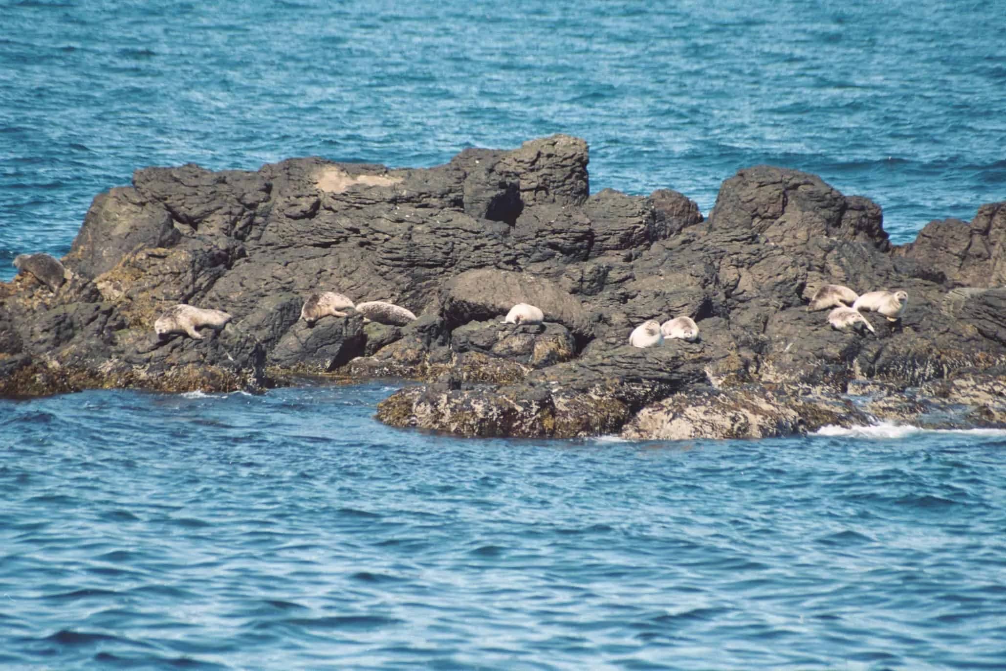 foche penisola di vastnes colonia di foche sugli scogli nella penisola di vastnes