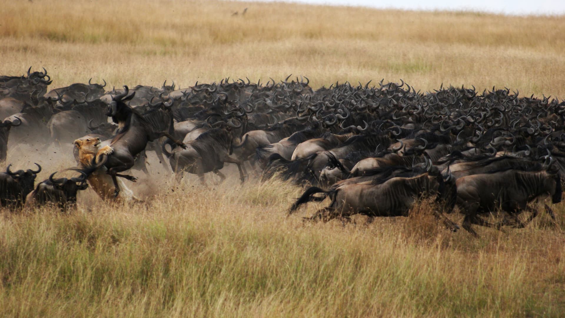 great migration serengeti leone che cattura uno gnu durante la grande migrazione del serengeti