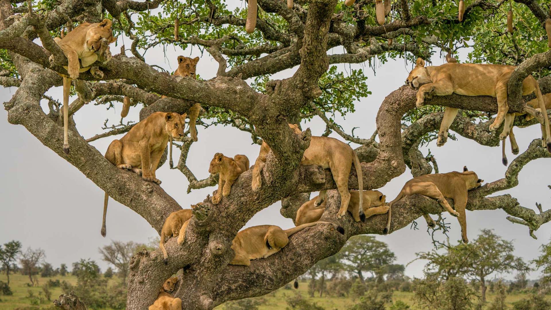 tarangire climbing lions leoni sugli alberi nel parco del tarangire