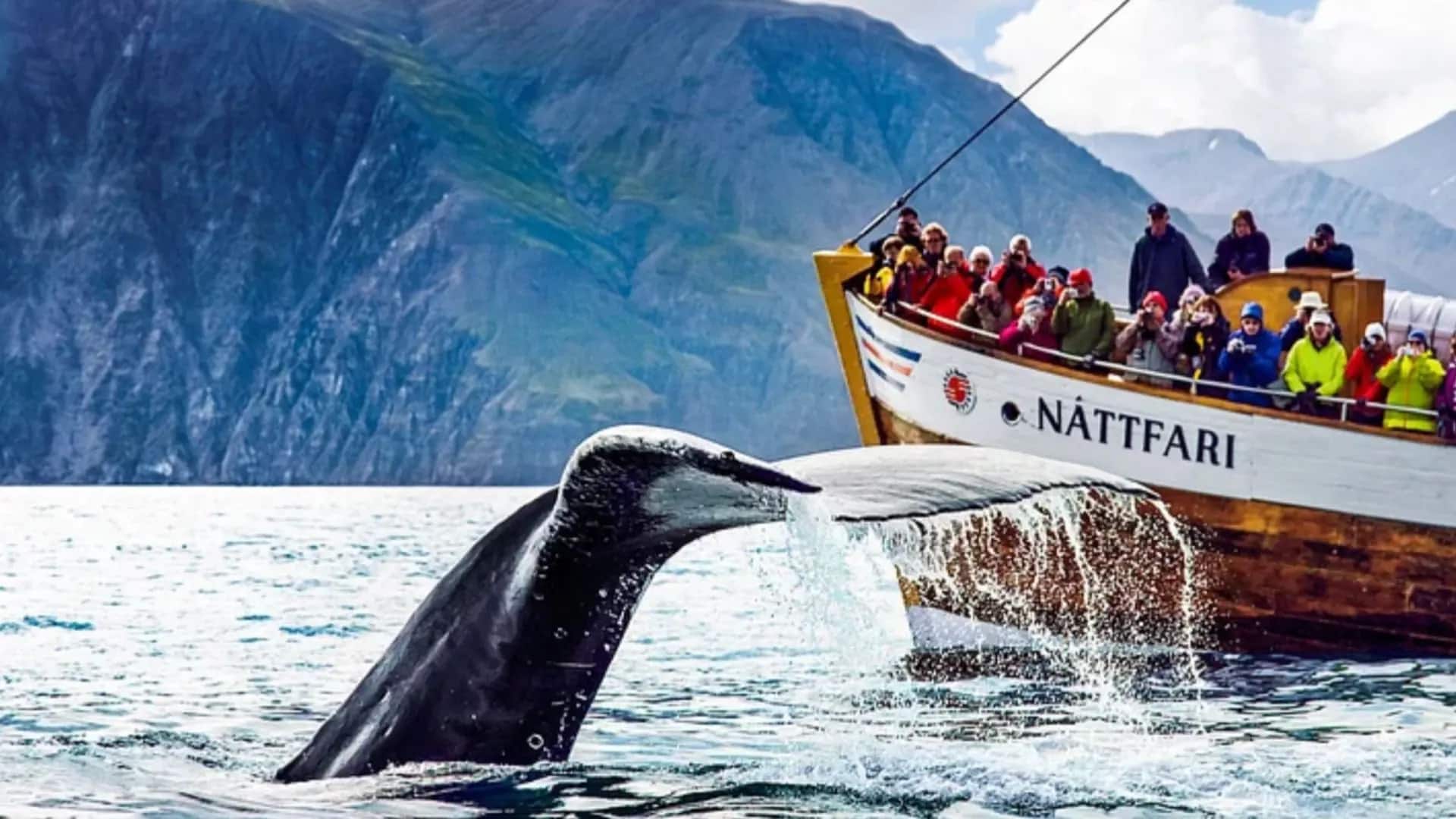 whale watching in husavik whale watching in Husavik