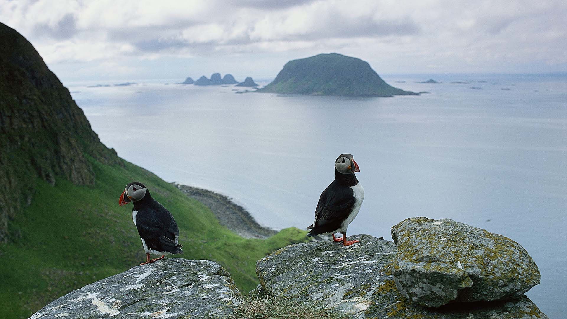 Røst, Lofoten. pulcinella di mare sull'isola di Røst (Lofoten)