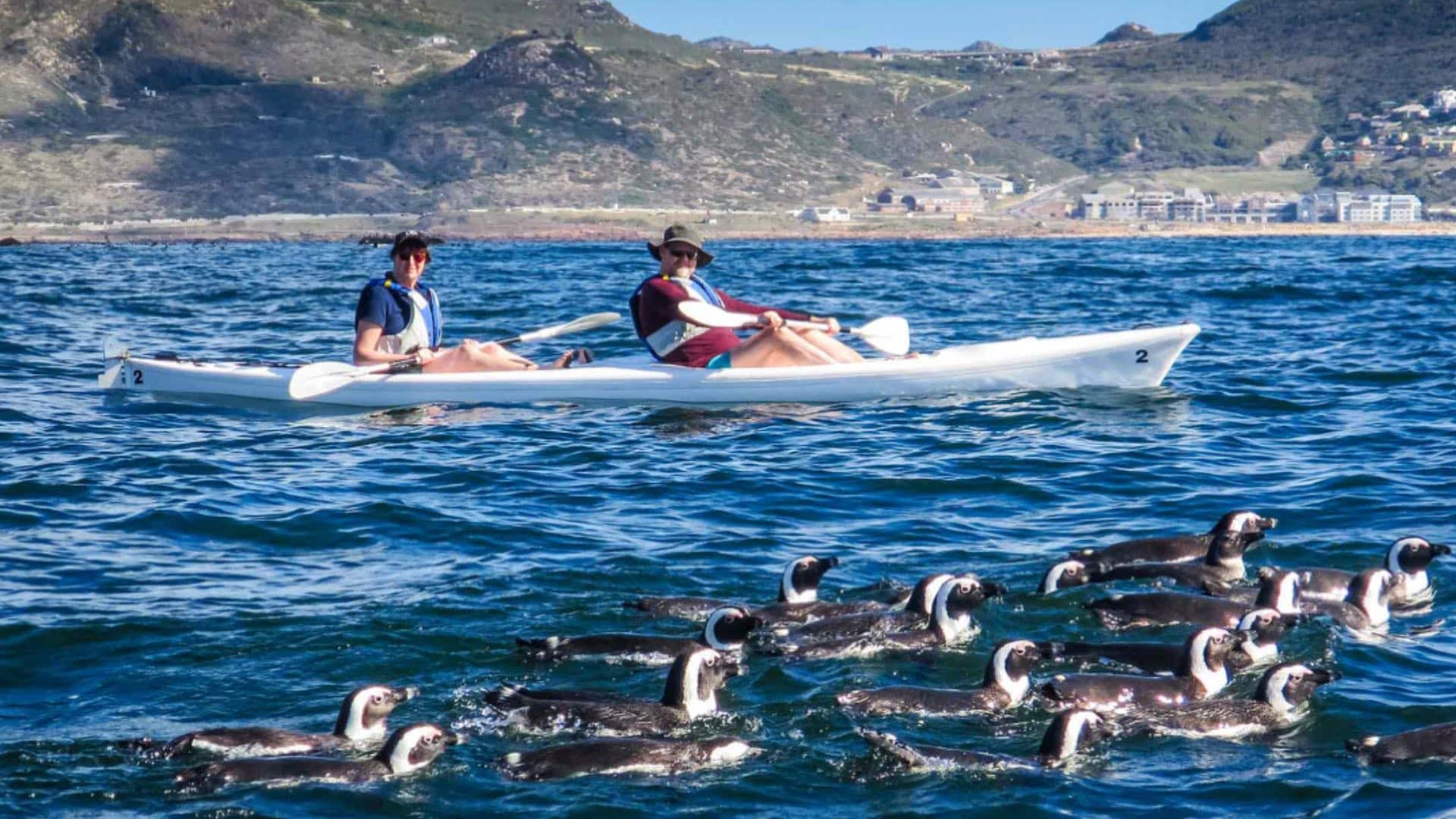 Kayak-Cape-Town-Simons-Town in kayak vicino ai pinguini nella False Bay