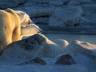 Polar Bears Churchill