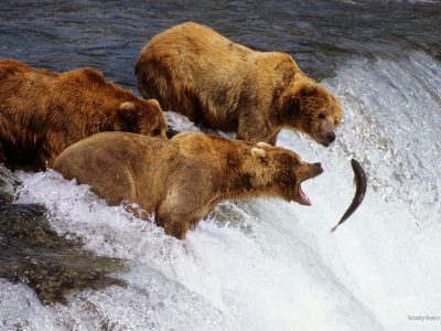 grizzly catching salmons in canada