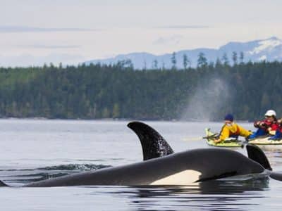 killer whale canada