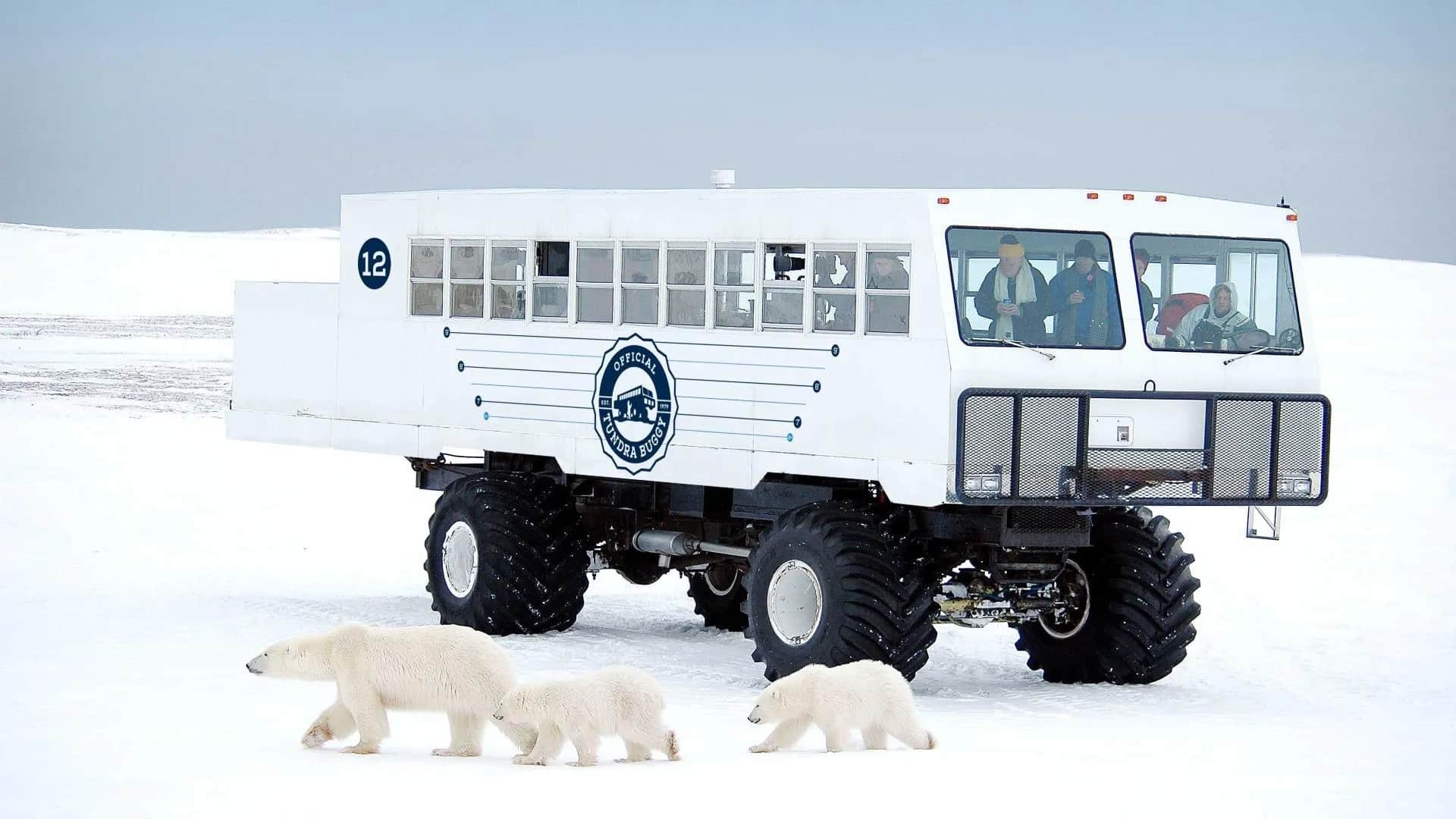 polar-bear-tundra-buggy-bears mamma orsa con ci cuccioli vicino al tundra buggy a Churchill
