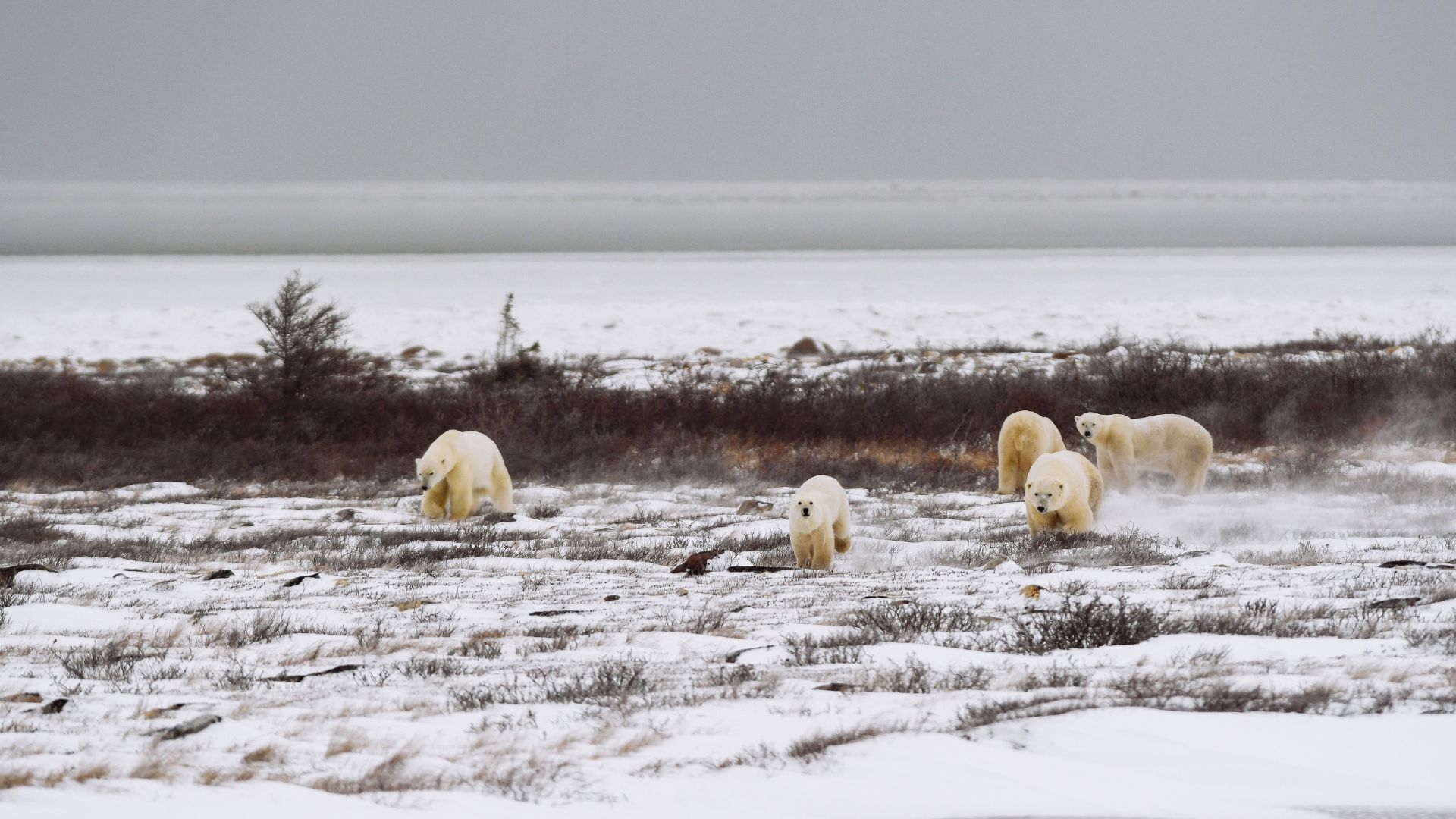 Churchill-Group-of-polar-bears orsi polari in autunno a Churchill, Canada.