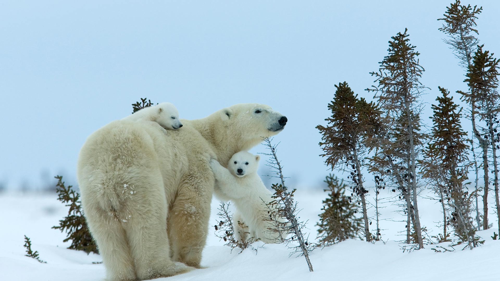Polar Bear Canada orsi polari in Canada