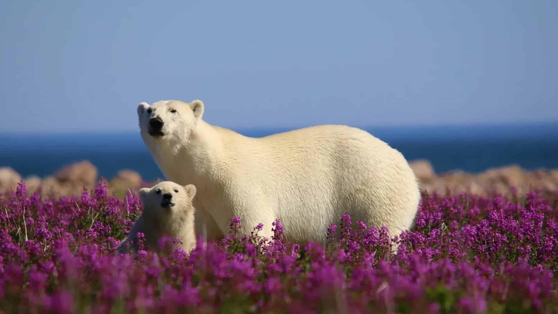 Summer Bears in Churchill, Manitoba una femmina di orso polare con il suo cucciol tra i fiori della tundra di Churchill, Canada, in estate.