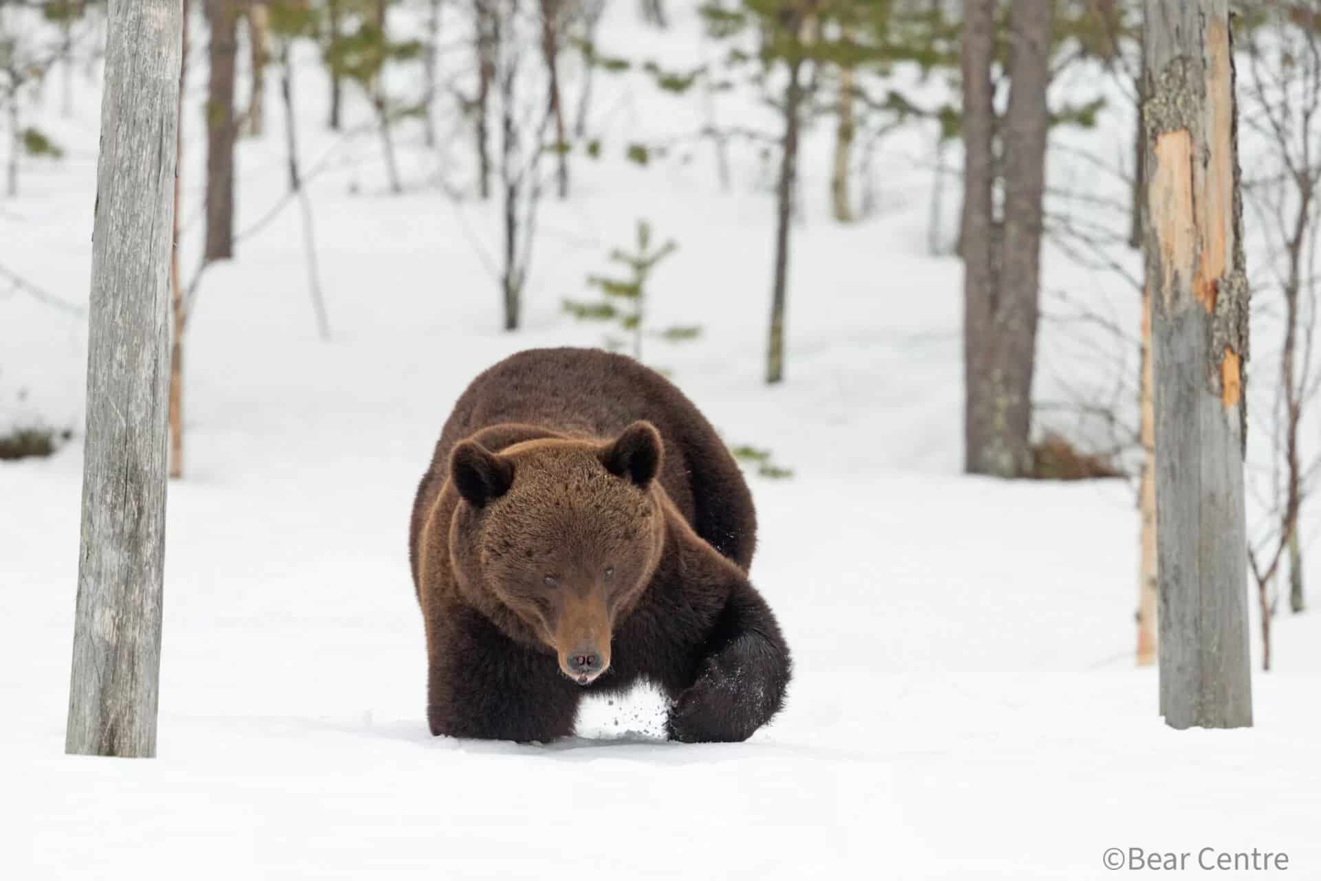 bear in snow bear centre finland orso nella neve al bear centre di Vartius