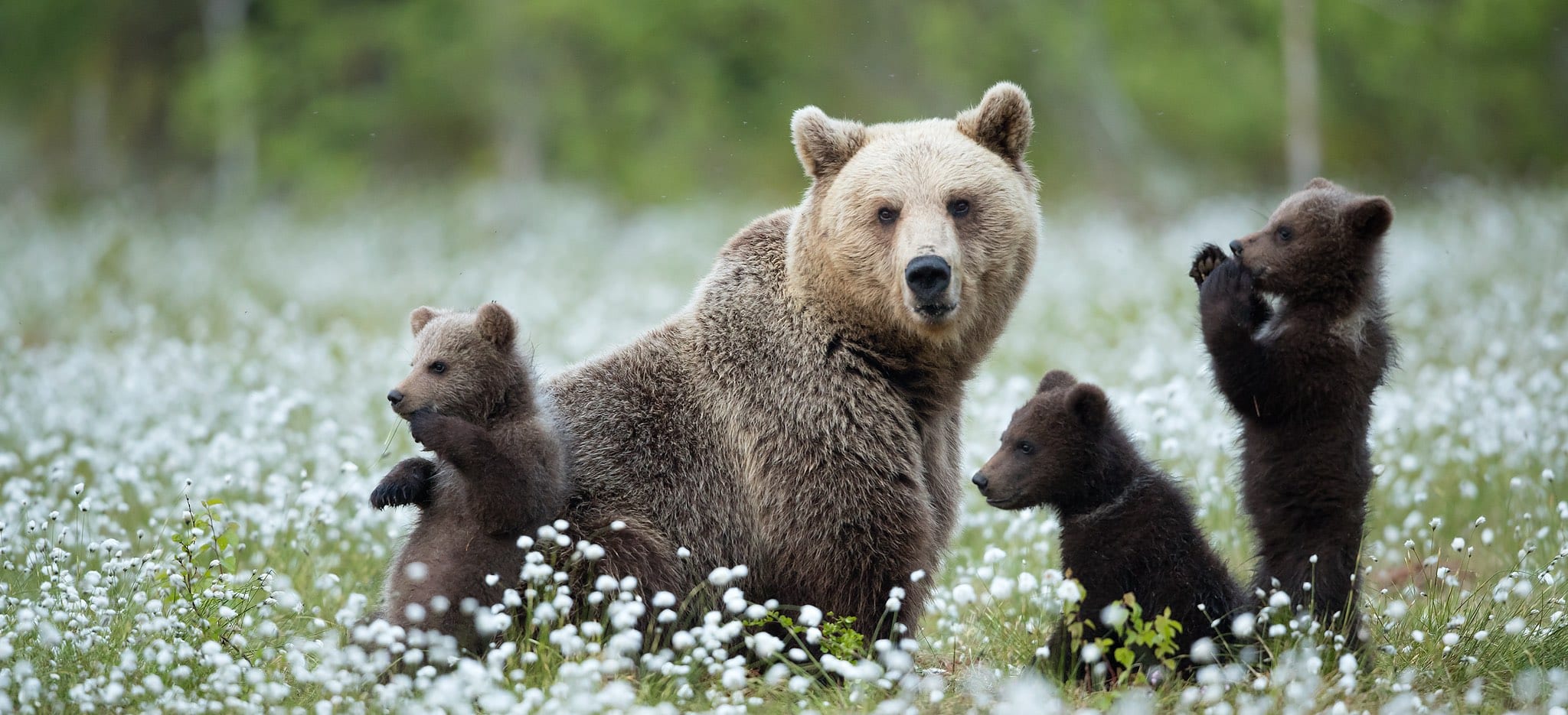 brown bear cotton field finland orso bruno in mezzo all'erba cotonosa della wild taiga finlandese