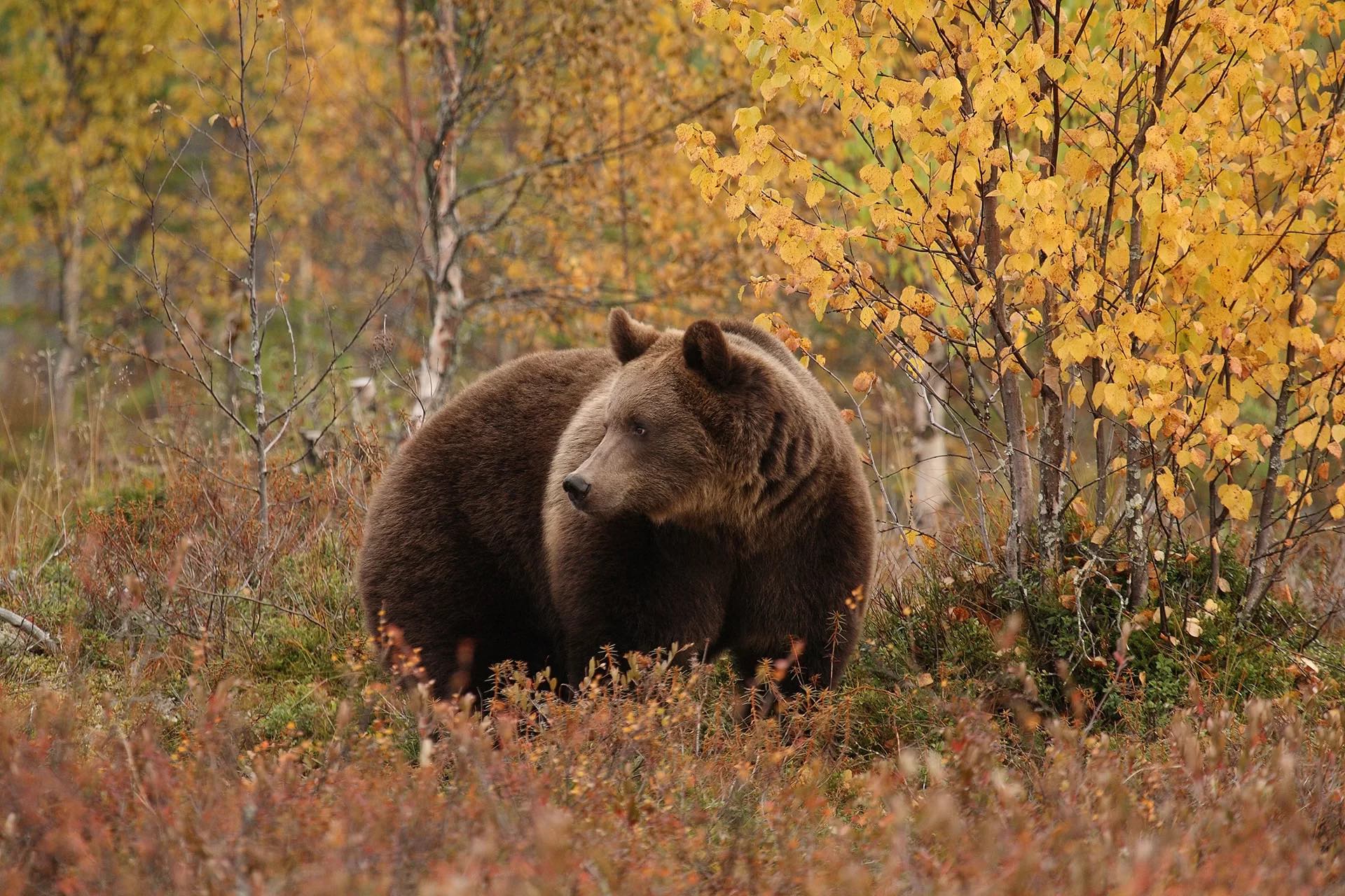 season-bear-autumn orso bruno in autunno nel bear centre di Vartius