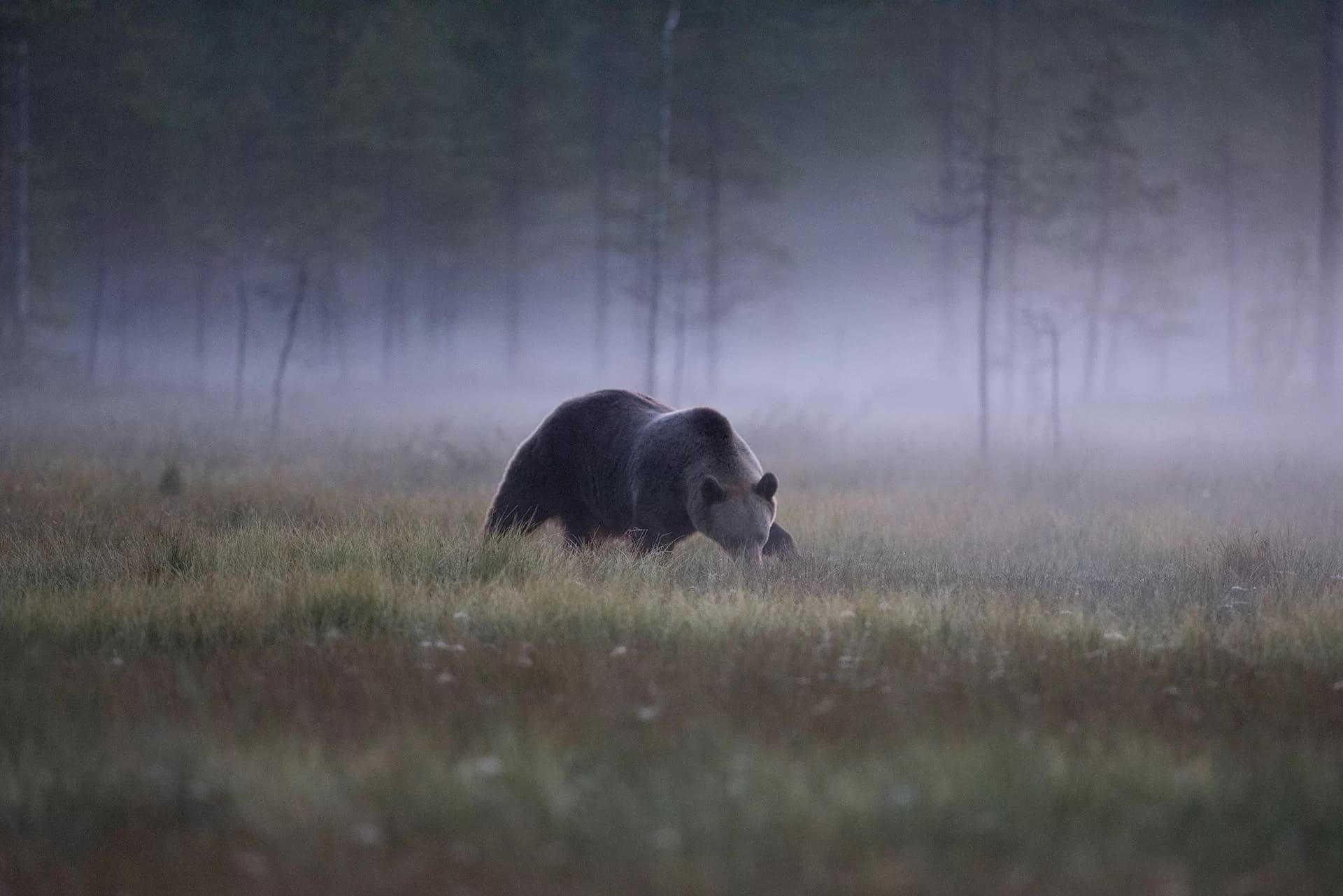 season-bear-fog orso bruno nella nebbia al bear centre di vartius in finlandia